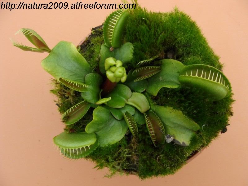 ونوس حشره خوار